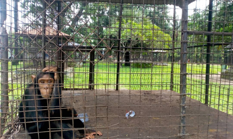 Que reste-t-il encore du Jardin Zoologique de Kinshasa ?